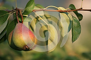 Pear on a tree