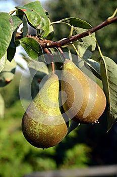 Pear Tree