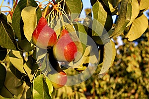 Pear tree