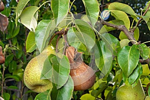 Pear tree affected by fungal disease. Close-up of diseased yellow rotten fruit