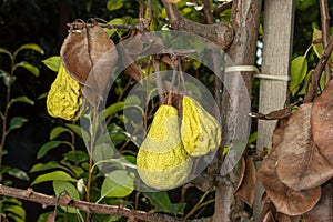 Pear tree affected by fungal disease. Close-up of diseased yellow rotten fruit