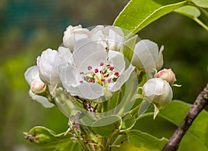 Pear tree, apple tree buds and open white flowers with pistil and stamens. Spring blooming branches in garden. Nature background i