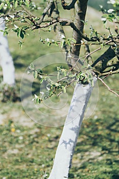 Pear tree with bark whitewashed with lime