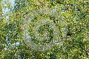 A Pear tree bearings many fruit