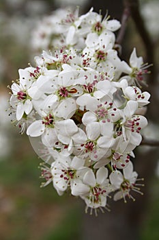 pear tree bloom