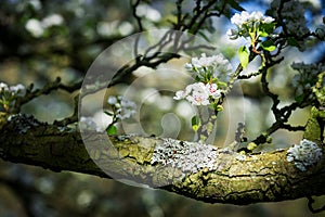 Pear tree in bloom