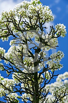 Pear tree in bloom