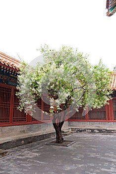 A pear tree is blooming in Chinese traditional courtyard in early spring