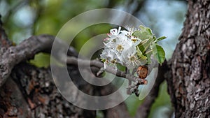 Pear tree blooming in spring