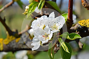 Pear Tree Blooming in Springtime Close Up Portrait