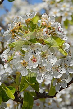 Pear tree blossom, full frame