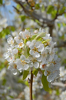Pear tree blossom in Spring, full frame