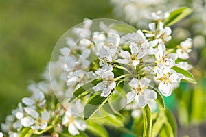 Pear tree blossom close-up. White pear flower on naturl background. Fruit tree blossom close-up. Shallow depth of field