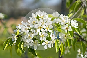 Pear tree blossom close-up. White pear flower on naturl background. Fruit tree blossom close-up. Shallow depth of field