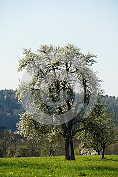 Pear tree in blossom in the spring. A lonely standing tree covered by tiny white flowers in Swiss countryside