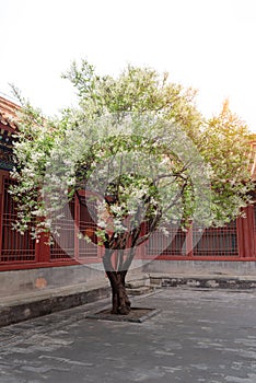 A pear tree blossoming in Chinese traditional courtyard