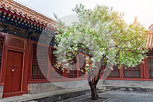 Pear tree blossoming in Chinese traditional courtyard in early spring