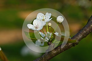 Pear tree branch