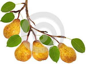 Pear tree branch with fruits and leaves