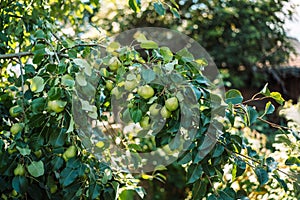 Pear tree branch with green leaves and ripe fruits