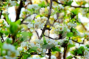 Pear tree branch with niveous flowers standing out from the blossom photo
