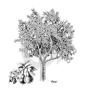 Pear tree and branch vector