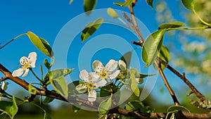 Pear tree branches with flowers against the sky