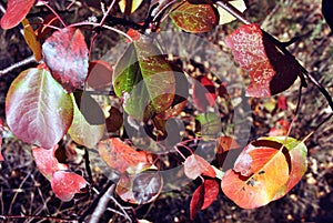 Pear tree with bright red leaves on soft blurry grass background, sunny autumn day