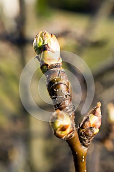 Pear tree buds closeup