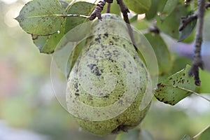 Pear on the tree in countryside