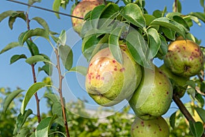 Pear tree disease on the leaves and bark. The concept of chemical garden protection