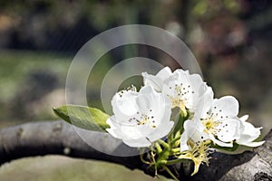 PEAR TREE FLOWER