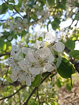 Pear tree flowers at noon light