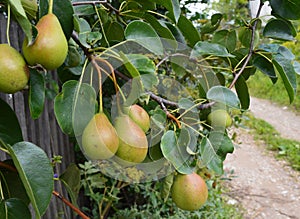 Pear, tree, Fruit, green, branch, pears, food, Bush, nature, agriculture, garden, Mature, leaf, healthy, fresh, summer, red, leave