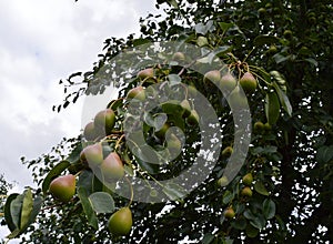 Pear, tree, Fruit, green, branch, pears, food, Bush, nature, agriculture, garden, Mature, leaf, healthy, fresh, summer, red, leave