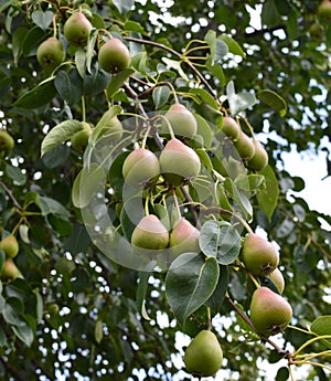 Pear, tree, Fruit, green, branch, pears, food, Bush, nature, agriculture, garden, Mature, leaf, healthy, fresh, summer, red, leave