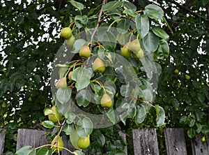 Pear, tree, Fruit, green, branch, pears, food, Bush, nature, agriculture, garden, Mature, leaf, healthy, fresh, summer, red, leave