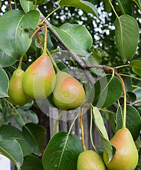 Pear, tree, Fruit, green, branch, pears, food, Bush, nature, agriculture, garden, Mature, leaf, healthy, fresh, summer, red, leave