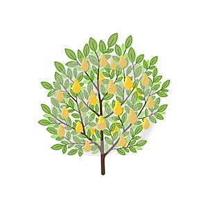 Pear tree. Fruit tree. Vector illustration.