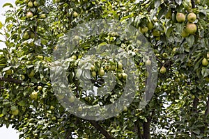 Pear tree full with fruit closeup view