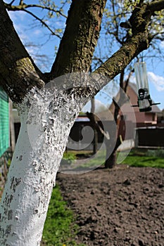 Pear tree in the garden