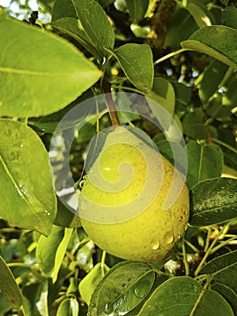 Ripe pears on a tree. Pear tree with green leaves and fruits.
