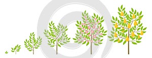 Pear tree growth stages. Fruit tree life cycle. Vector infographic illustration.