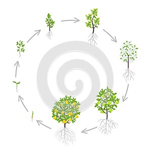 Pear tree growth stages. Vector illustration. Ripening period progression. Pear fruit tree life cycle animation plant seedling.