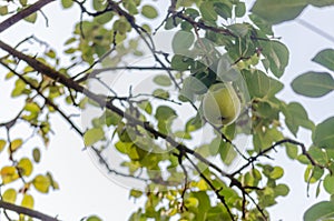 Pear tree with its fruit during summer