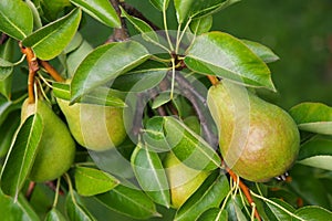 Pear tree with its fruit during summer