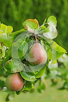 Pear tree with its fruit during summer season in Carinthia, Austria