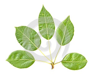 Pear Tree Leaves isolated