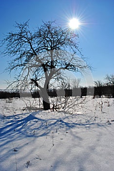 Pear tree without leaves silhouette with long shadows on winter landscape background, blue sky with sun