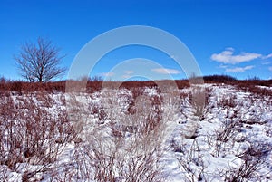 Pear tree without leaves on the snowy hill with bushes, winter landscape, blue cloudy sky